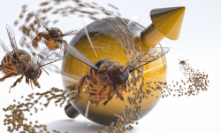"Levy-Flüge" beschreiben statistische Eigenschaften von elementaren Quantenmagneten wie auch von Bienen auf Futtersuche.